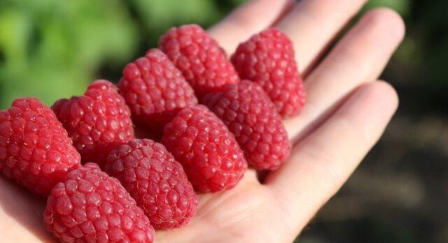 Raspberry variety Cascade Delight: photo and description of the variety, reviews