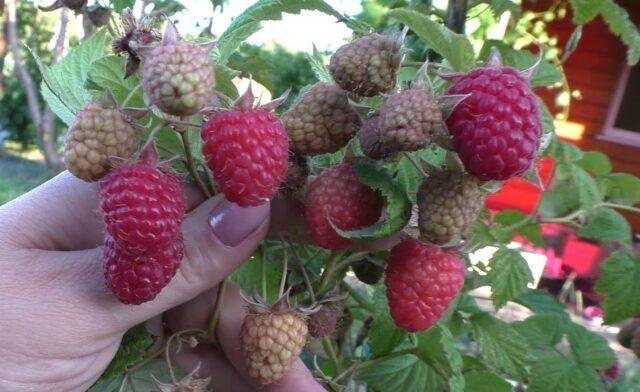 Raspberry variety Cascade Delight: photo and description of the variety, reviews