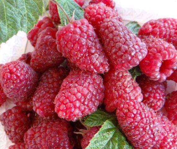 Raspberry variety Cascade Delight: photo and description of the variety, reviews