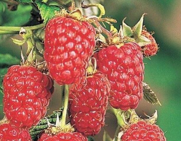 Raspberry variety Enrosadira: photo, variety description, reviews, video