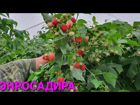 Raspberry variety Enrosadira: photo, variety description, reviews, video