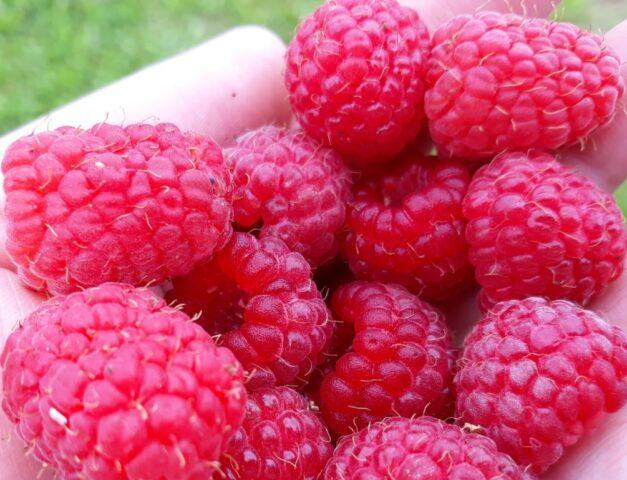 Raspberry variety Enrosadira: photo, variety description, reviews, video