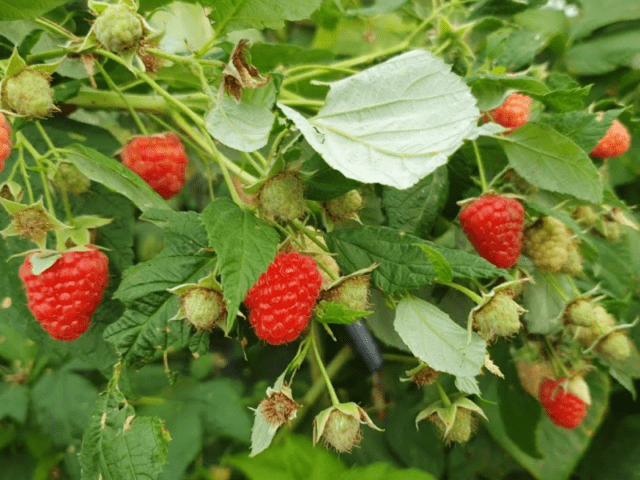 Raspberry variety Enrosadira: photo, variety description, reviews, video