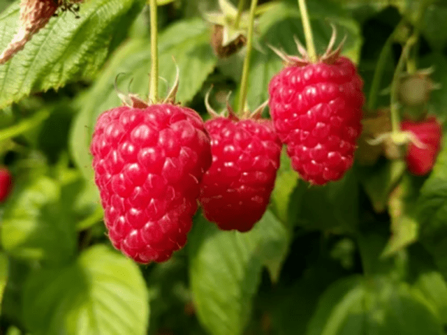 Raspberry variety Enrosadira: photo, variety description, reviews, video