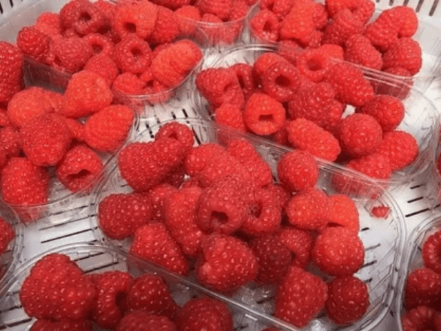 Raspberry variety Enrosadira: photo, variety description, reviews, video