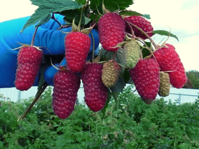 Raspberry variety Enrosadira: photo, variety description, reviews, video