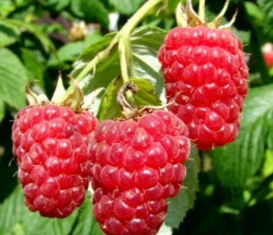 Raspberry variety Giant: variety description, photos, reviews