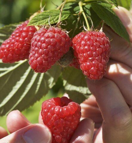 Raspberry variety Giant: variety description, photos, reviews