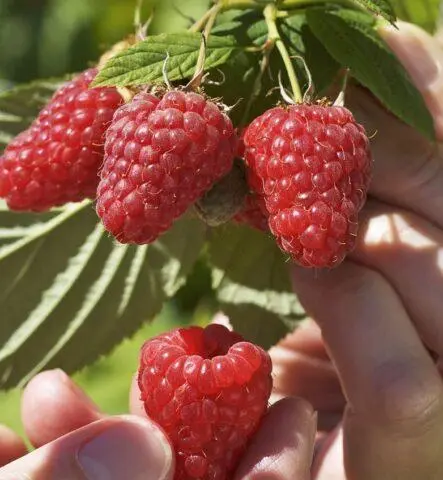 Raspberry variety Giant: variety description, photos, reviews