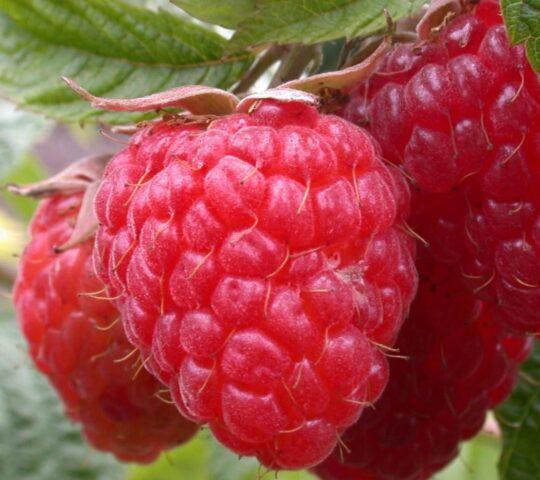 Raspberry variety Giant: variety description, photos, reviews