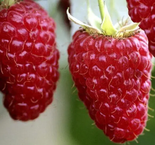 Raspberry variety Giant: variety description, photos, reviews