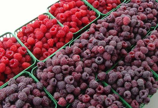 Raspberry variety Glen Coe