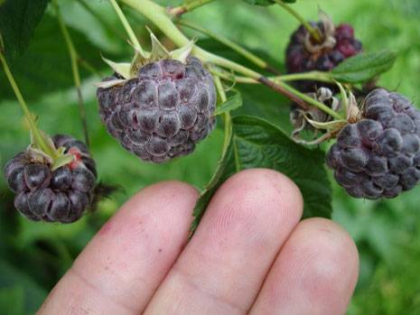 Raspberry variety Glen Coe