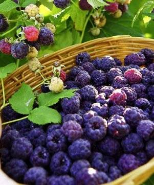 Raspberry variety Glen Coe