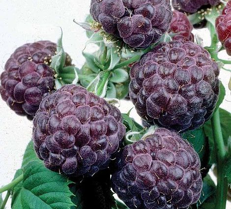 Raspberry variety Glen Coe