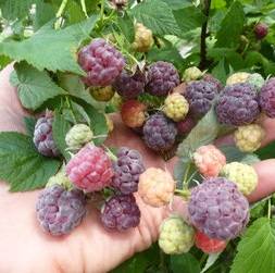 Raspberry variety Glen Coe