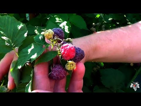 Raspberry variety Glen Coe