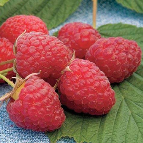 Raspberry variety Heritage: photo and description