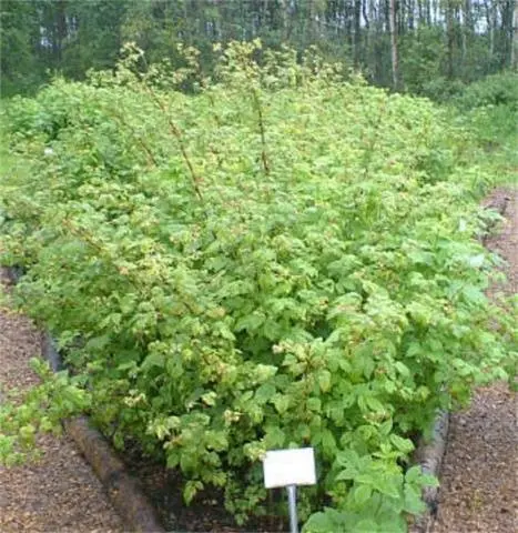 Raspberry variety Heritage: photo and description