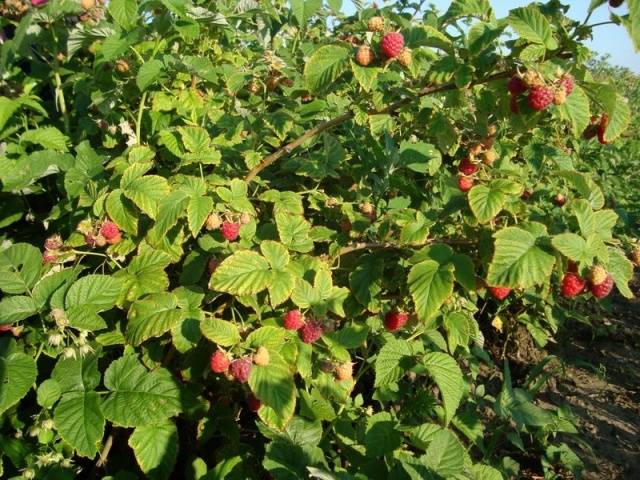 Raspberry variety Heritage: photo and description