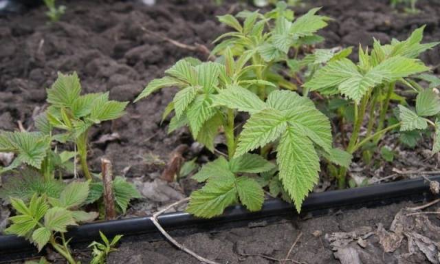 Raspberry variety Heritage: photo and description