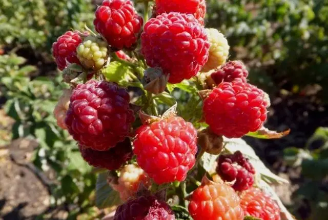 Raspberry variety Heritage: photo and description