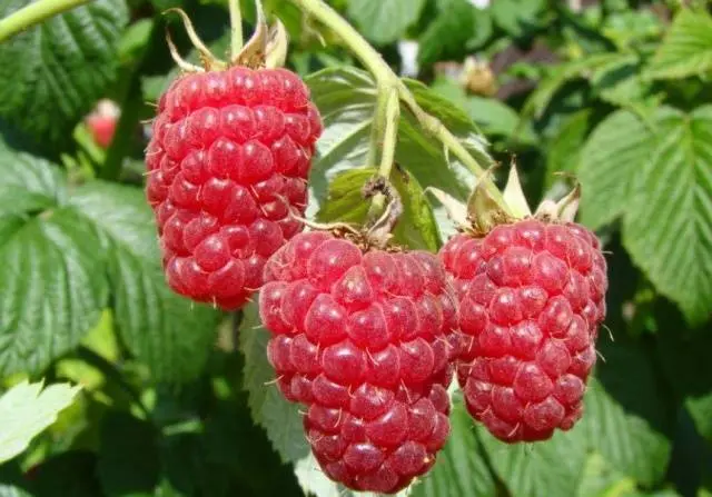 Raspberry variety Heritage: photo and description