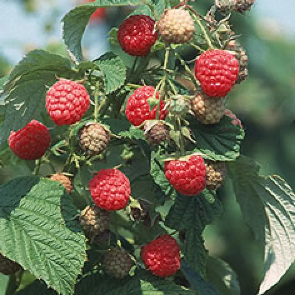 Raspberry variety Heritage: photo and description