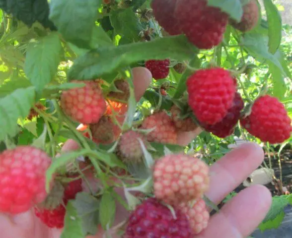 Raspberry variety Josephine: description, photo, reviews of gardeners