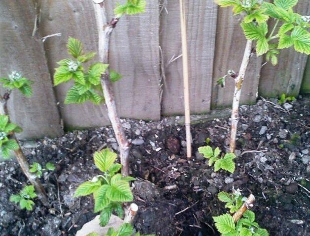 Raspberry variety Josephine: description, photo, reviews of gardeners