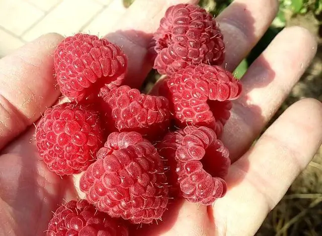 Raspberry variety Josephine: description, photo, reviews of gardeners