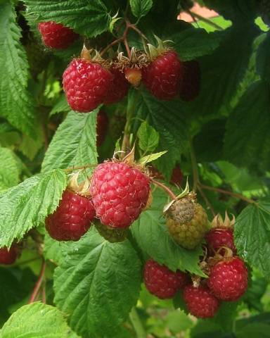 Raspberry variety Novosti Kuzmina: photo and description