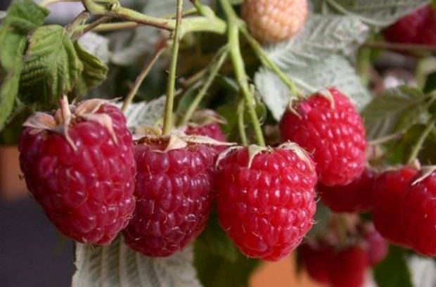 Raspberry variety Novosti Kuzmina: photo and description