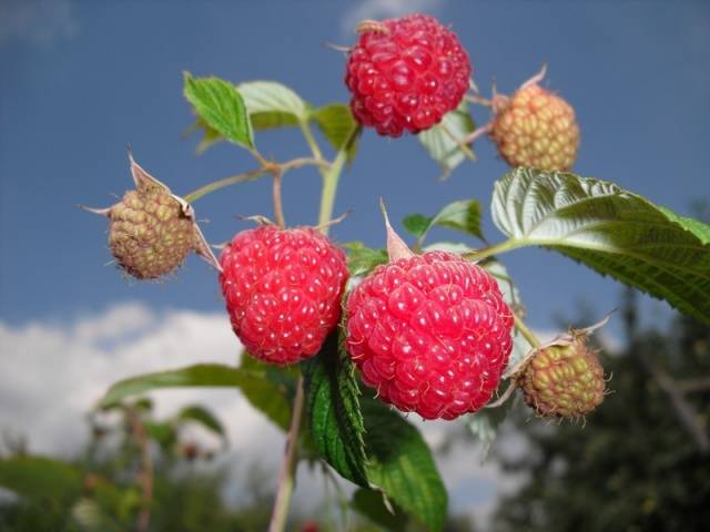 Raspberry variety Novosti Kuzmina: photo and description