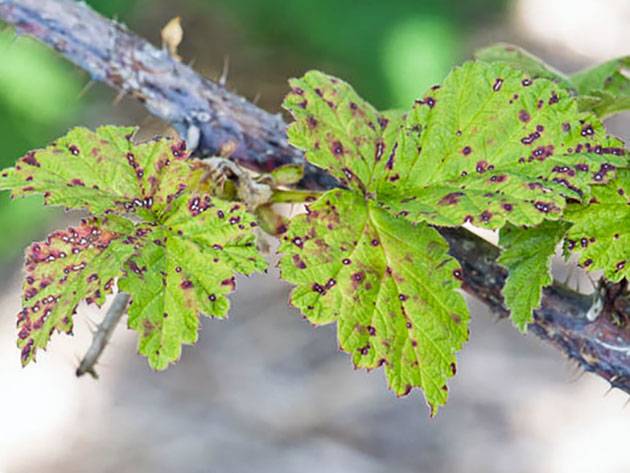 Raspberry variety Novosti Kuzmina: photo and description