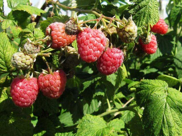 Raspberry variety Octavia (Octavia): photo and description - Healthy ...