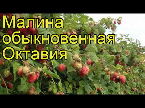 Raspberry variety Octavia (Octavia): photo and description