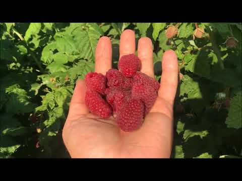 Raspberry variety Samokhval: photo and description of the variety, reviews