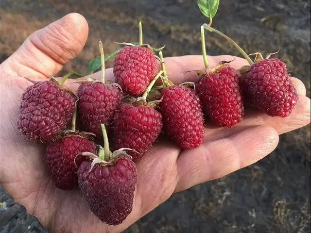 Raspberry variety Samokhval: photo and description of the variety, reviews