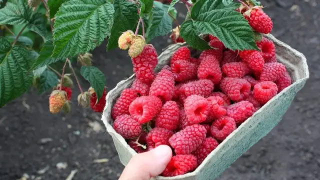 Raspberry variety Samokhval: photo and description of the variety, reviews