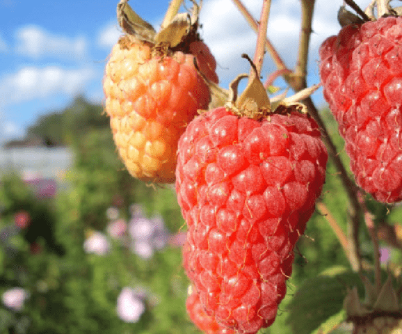 Raspberry variety Sokolitsa: photo and description, reviews