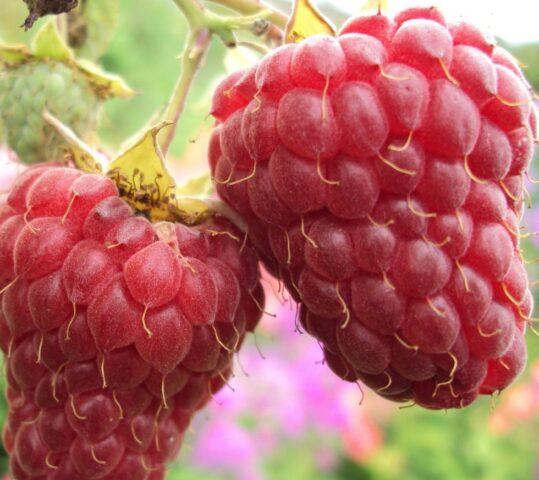 Raspberry variety Sokolitsa: photo and description, reviews