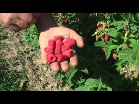 Raspberry variety Sokolitsa: photo and description, reviews