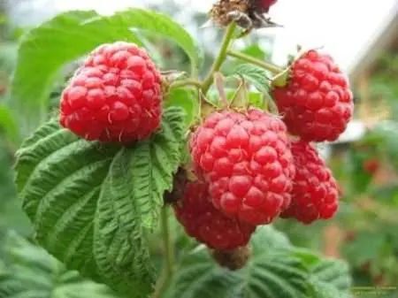 Raspberry Volnitsa