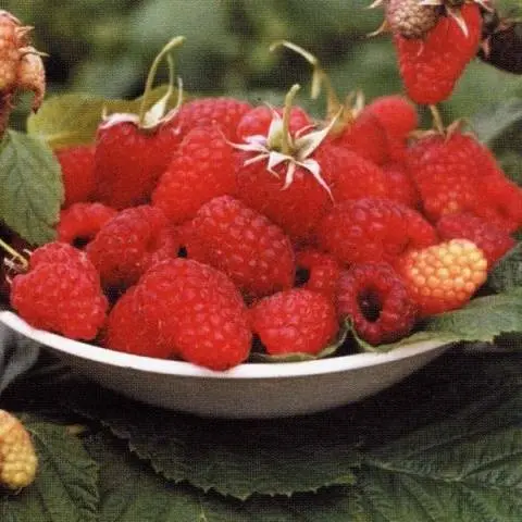 Raspberry Volnitsa