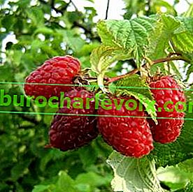 Raspberry Volnitsa