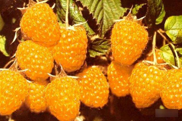 Raspberry Yellow Giant