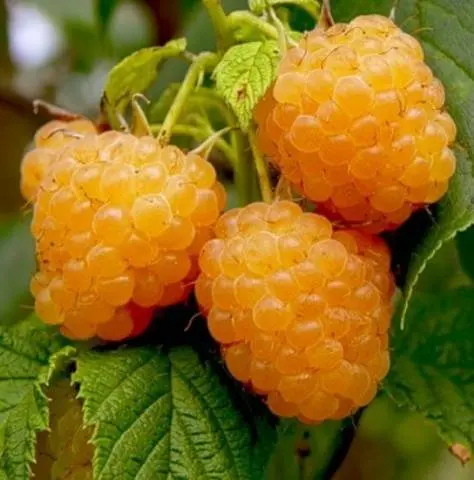 Raspberry Yellow Giant