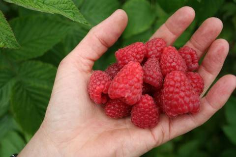 Raspberry Zyugana