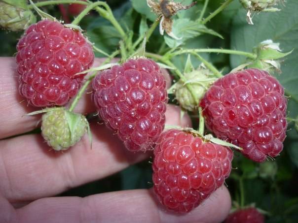 Raspberry Zyugana